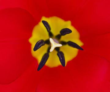 红色郁金香核心特写照片, 抽象花卉背景
