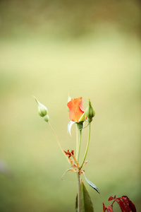 玫瑰花园里的花图片