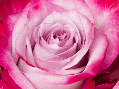 美丽的芬芳花粉红色的玫瑰图片