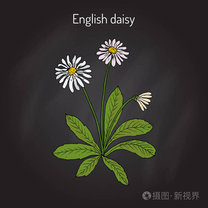 共同的英语或草坪雏菊bellis Perennis插画 正版商用图片0pmbyr 摄图新视界 共同的英语或草坪雏菊bellis Perennis插画 正版商用图片0pmbyr 摄图新视界