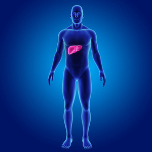 人体与肝脏彩色医学插图图片