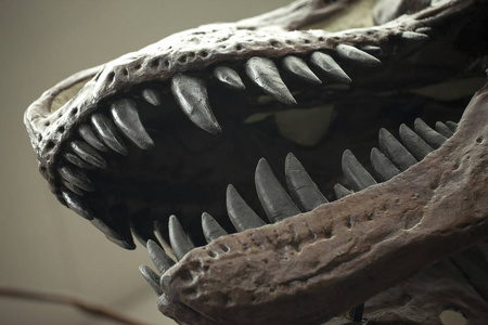 史前的骨架恐龙化石图片