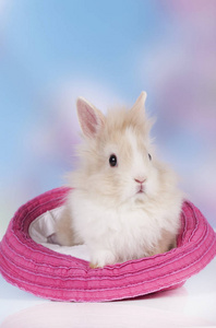 可爱的小兔子坐在一顶帽子图片