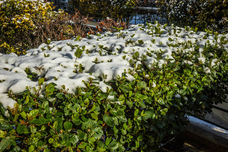 灌木丛中雪雪在雅典珍稀特有事件