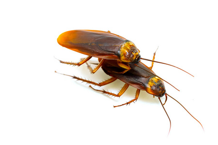 棕色胡子蟑螂棕色背景和白色, 蟑螂小费, 腿蟑螂, 小胡子蟑螂照片