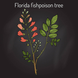 佛罗里达州 fishpoison 树或牙买加的山茱萸或 fishfuddle Piscidia piscipula，热带树