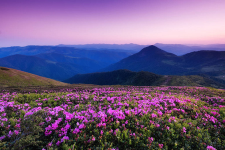 山在花开花和日出。美丽的自然风景在夏天时间