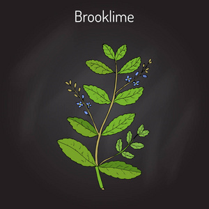 Brooklime 维罗妮卡 beccabunga 欧洲斯皮德韦尔 药用植物