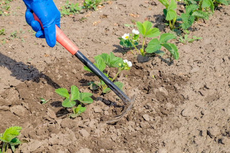女人的手与小花园耙和身着蓝色手套正在放宽土壤周围的草莓灌木