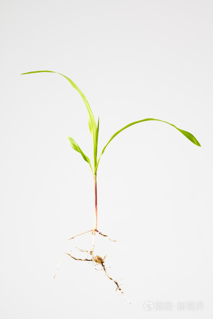 玉米植株幼苗
