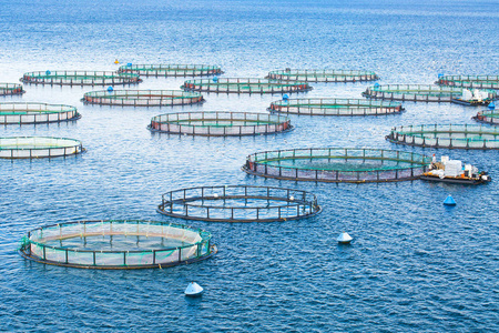 海鱼养殖场。鱼类养殖的网箱和鲈鱼。的窝