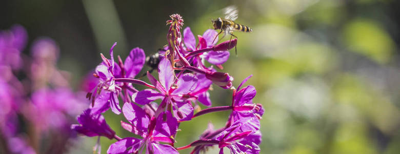 野生蜂黄蜂在森林中授粉一朵年轻的花朵在运动中飞行