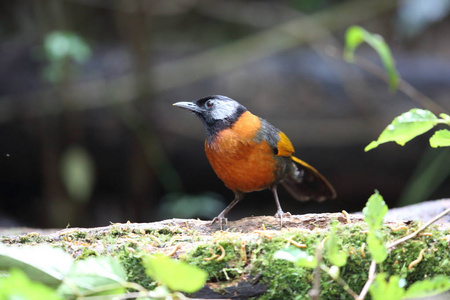 越南大 laughingthrush Trochalopteron yersini 领