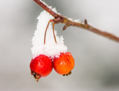 熟透了的苹果被雪覆盖着