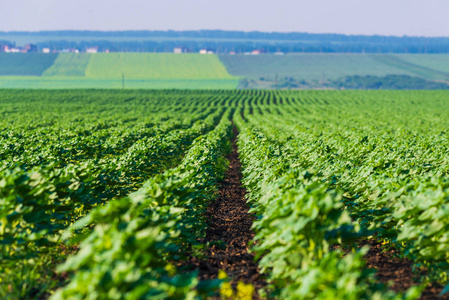 一排绿色成熟的 agroculture 农田, 农业景观