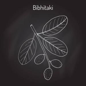 Bahera，或 bibhitaki beleric 或私生子诃子诃子 bellirica，药用植物