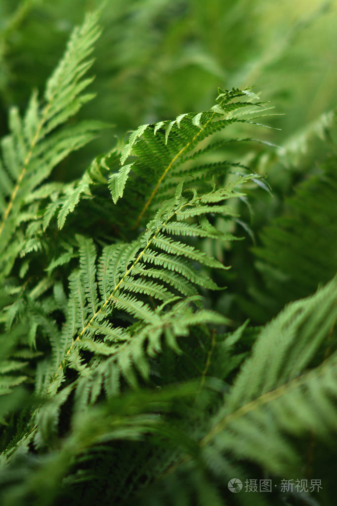 森林里蕨类植物的叶子