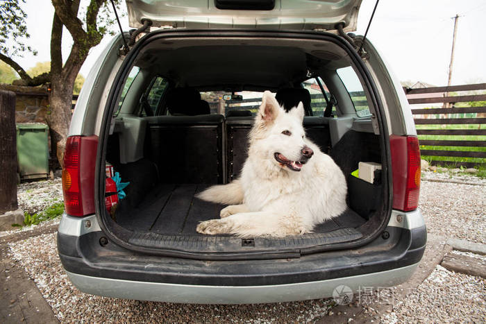 在车里的大白瑞士牧羊犬.在车里背着狗
