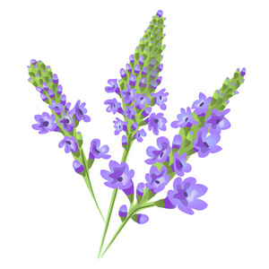 马鞭图片-马鞭素材-马鞭插画-摄图新视界