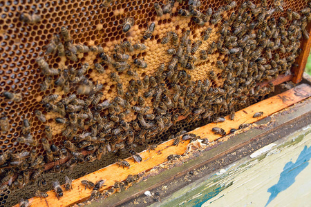 忙碌的蜜蜂，关闭了蜂窝工作蜜蜂观。蜜蜂关闭显示一些动物和蜂窝结构