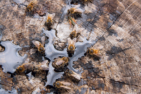 亲爱滴眼液对老式木制背景和对它的群居昆虫照片