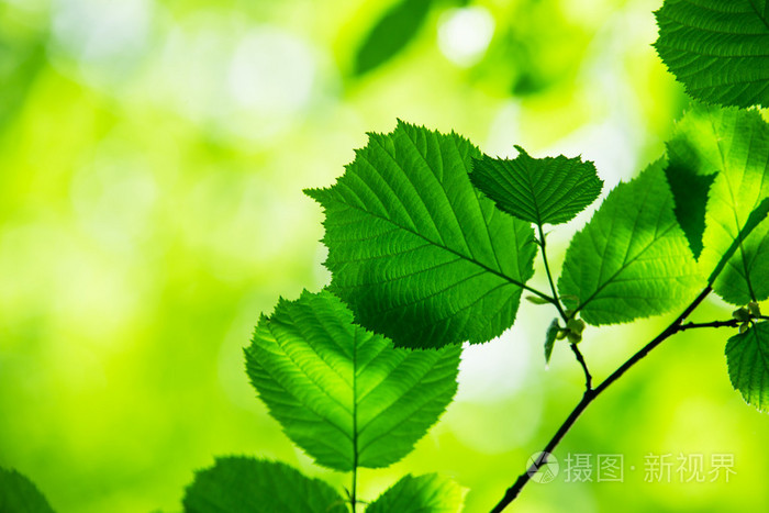 绿色的树叶树枝上