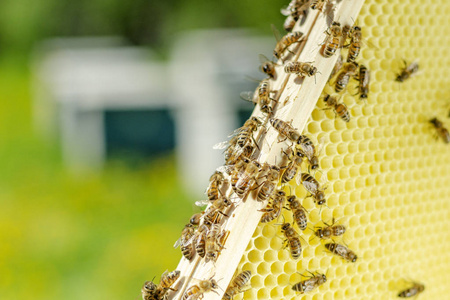 关于在春季蜂房蜂窝蜜蜂