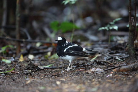 在越南大叻发现 forktail Enicurus 蠹