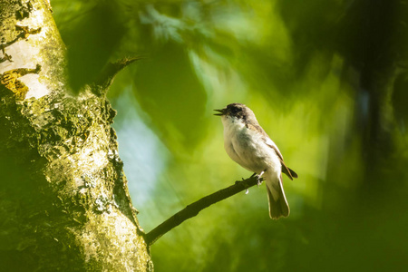 欧洲鹟鸟特写 Ficedula hypoleuca 栖息在树枝上, 在春季繁殖季节的绿色森林中歌唱