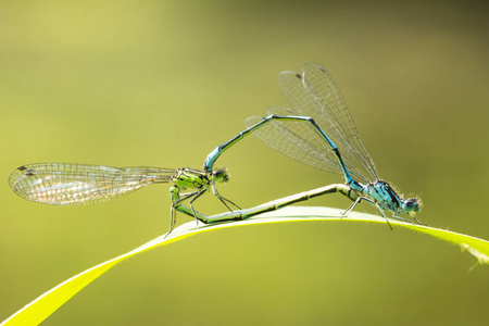 一种雄性和雌性蓝尾蜻蜓或普通 bluetail Ischnura 线虫的特写, 在心脏或车轮形状中形成对