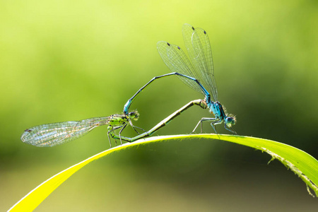 一种雄性和雌性蓝尾蜻蜓或普通 bluetail Ischnura 线虫的特写, 在心脏或车轮形状中形成对