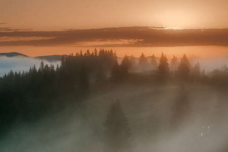 喀尔巴阡山脉。在森林的边缘有雾日出