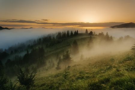 喀尔巴阡山脉。在森林的边缘有雾日出