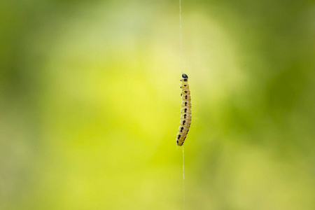 Yponomeutidae 家族或貂蛾的害虫幼虫的特写, 形成了围绕一棵树的公用网