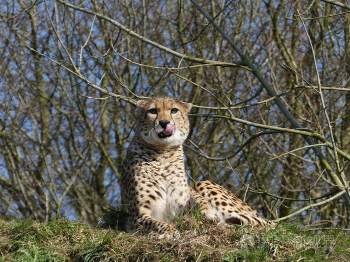 大 4000*3000px无水印下载免费10次/天下载小样发票合同问题/举报豹子