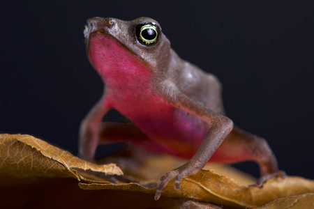 爪的蟾中海岸短脚蟾蜍(长爪蟾)照片