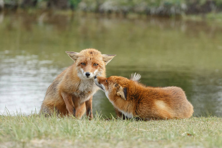 红狐狸家族