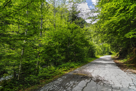 在夏日里的一天中有通过高山森林的道路景观