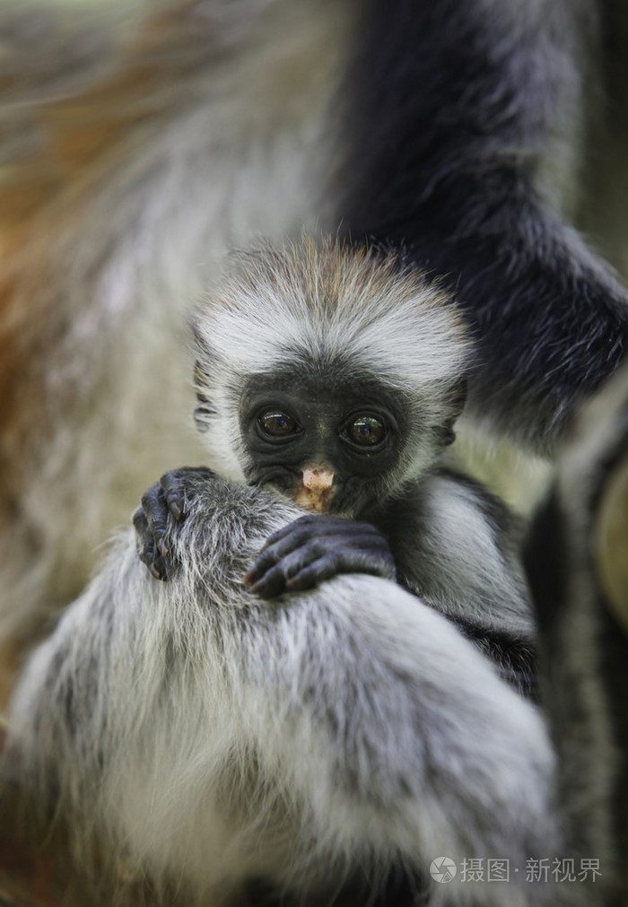 家庭的疣猴照片-正版商用图片0pnej0-摄图新视界