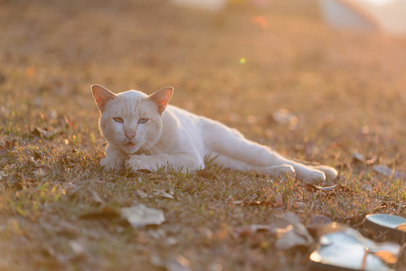 猫在日落时间外面玩耍