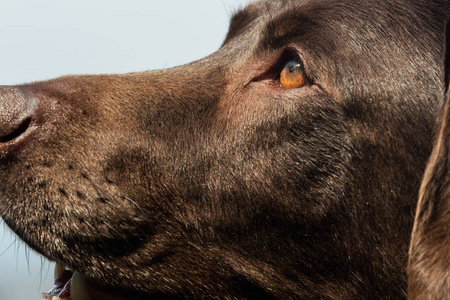 老褐色拉布拉多猎犬的头图片