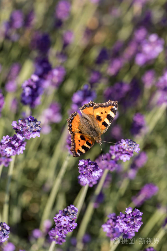 七彩蝴蝶盛开的薰衣草花