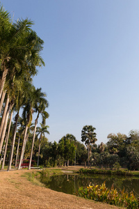 在公园池塘旁边高大的棕榈树
