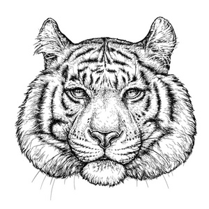 手画的老虎画像.在白色上隔离的矢量插图照片