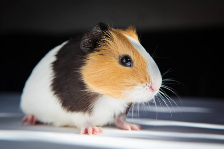 Cuy cavia porcellus es un animal domstico del hogar popular