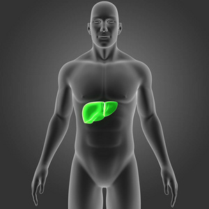 人体与肝脏彩色医学插图