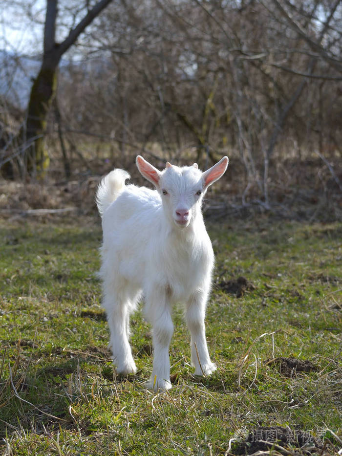 可爱的小宝贝山羊