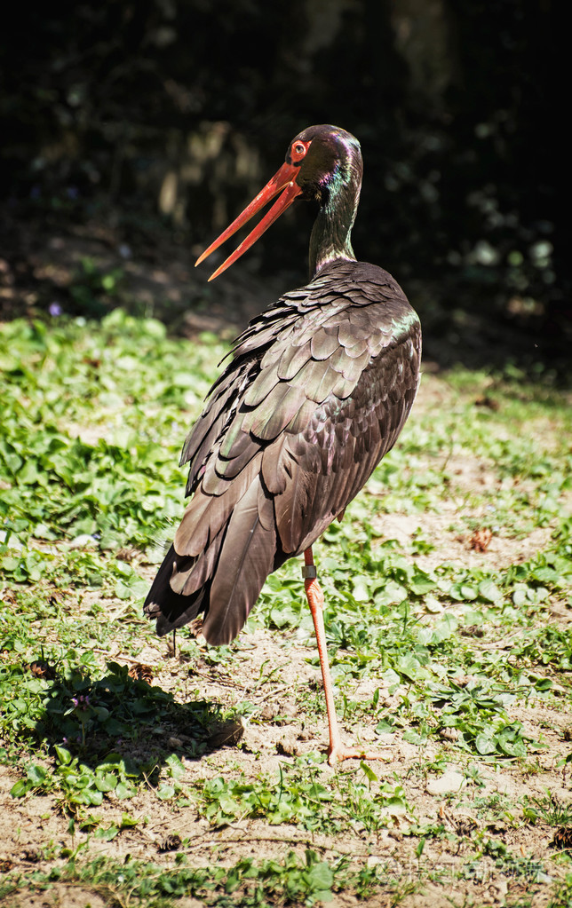 黑鹳黑鹳鸟一幕