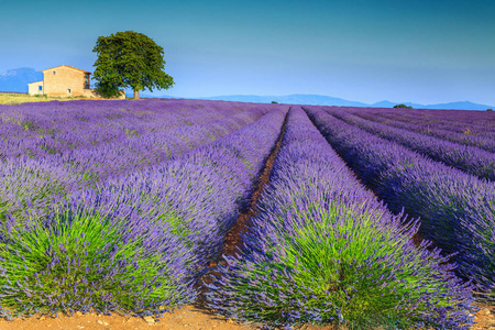 在普罗旺斯地区，Valensole，法国，欧洲多彩紫色薰衣草田