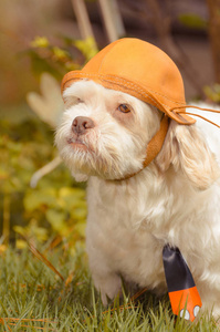 似乎是一位冒险家的白色拉萨犬